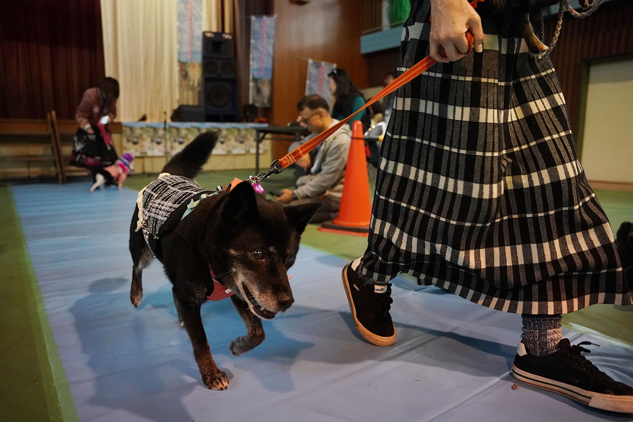 犬種パレード WON×LOVE 2025