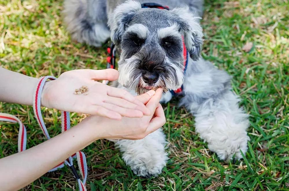 世界のウェルビーイング基準における“理想のドッグフード”